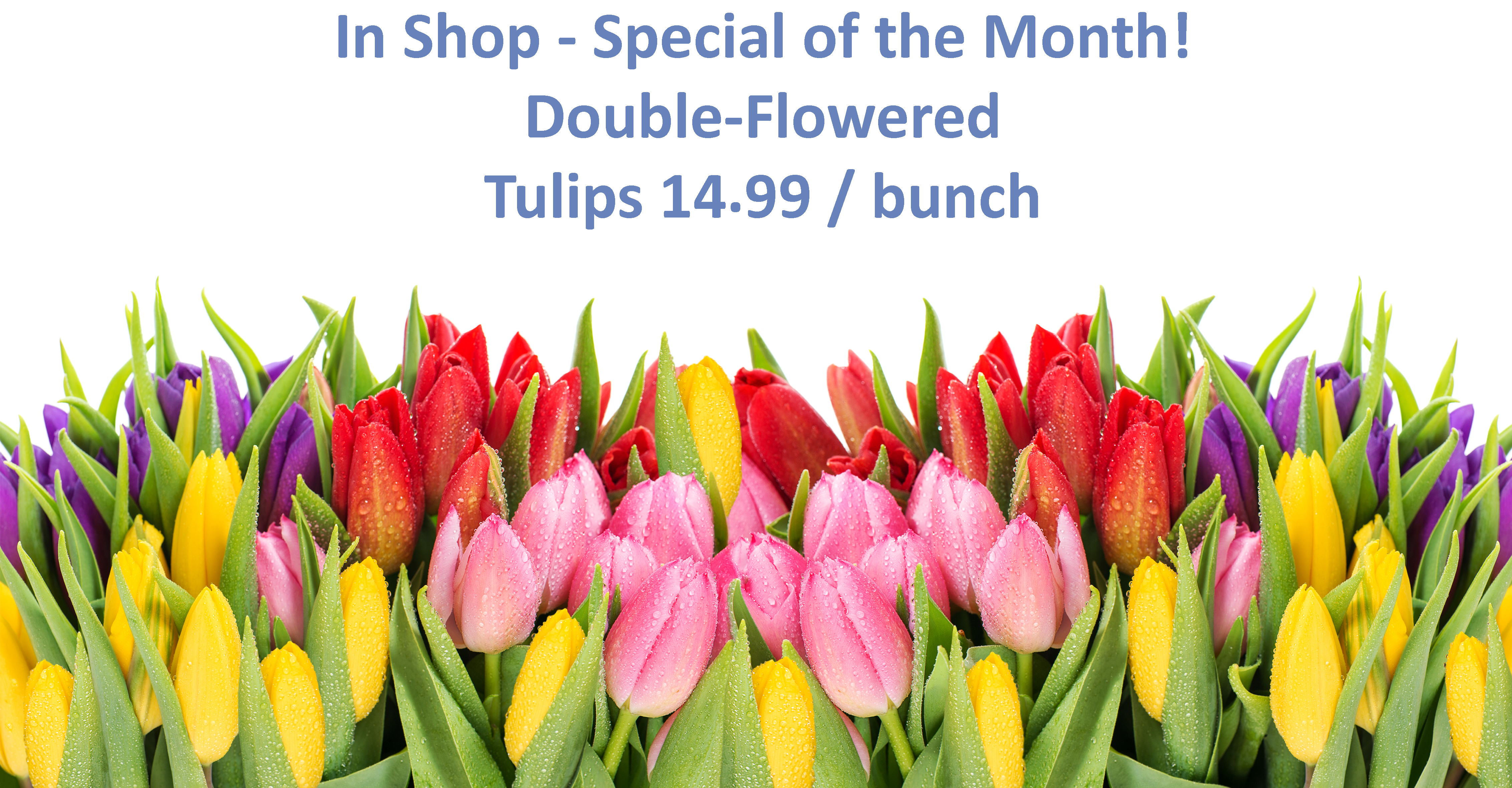 Tulip Promotional